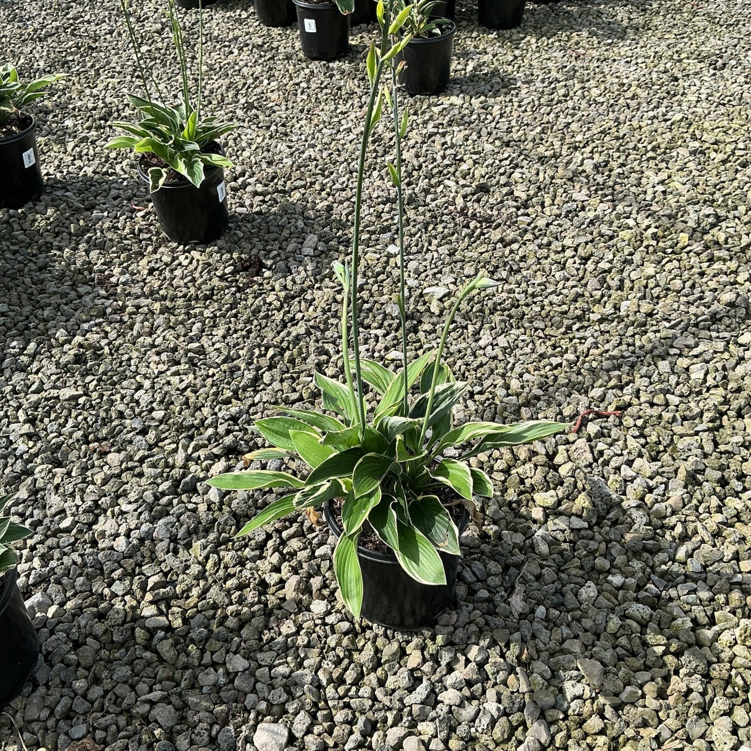 Francee Hosta in a black nursery container with variegated green and white foliage and tall bloom scapes on a gravel surface.