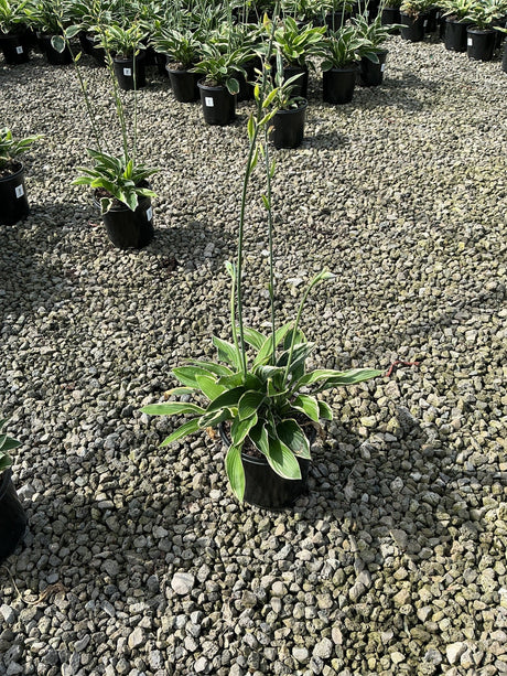 Francee Hosta in a black nursery container with variegated green and white foliage and tall bloom scapes on a gravel surface.