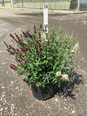 Butterfly Magic Butterfly Bush in a #3 container displaying mixed purple, pink, and white blooms on arching spikes.