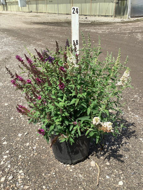 Butterfly Magic Butterfly Bush in a #3 container displaying mixed purple, pink, and white blooms on arching spikes.