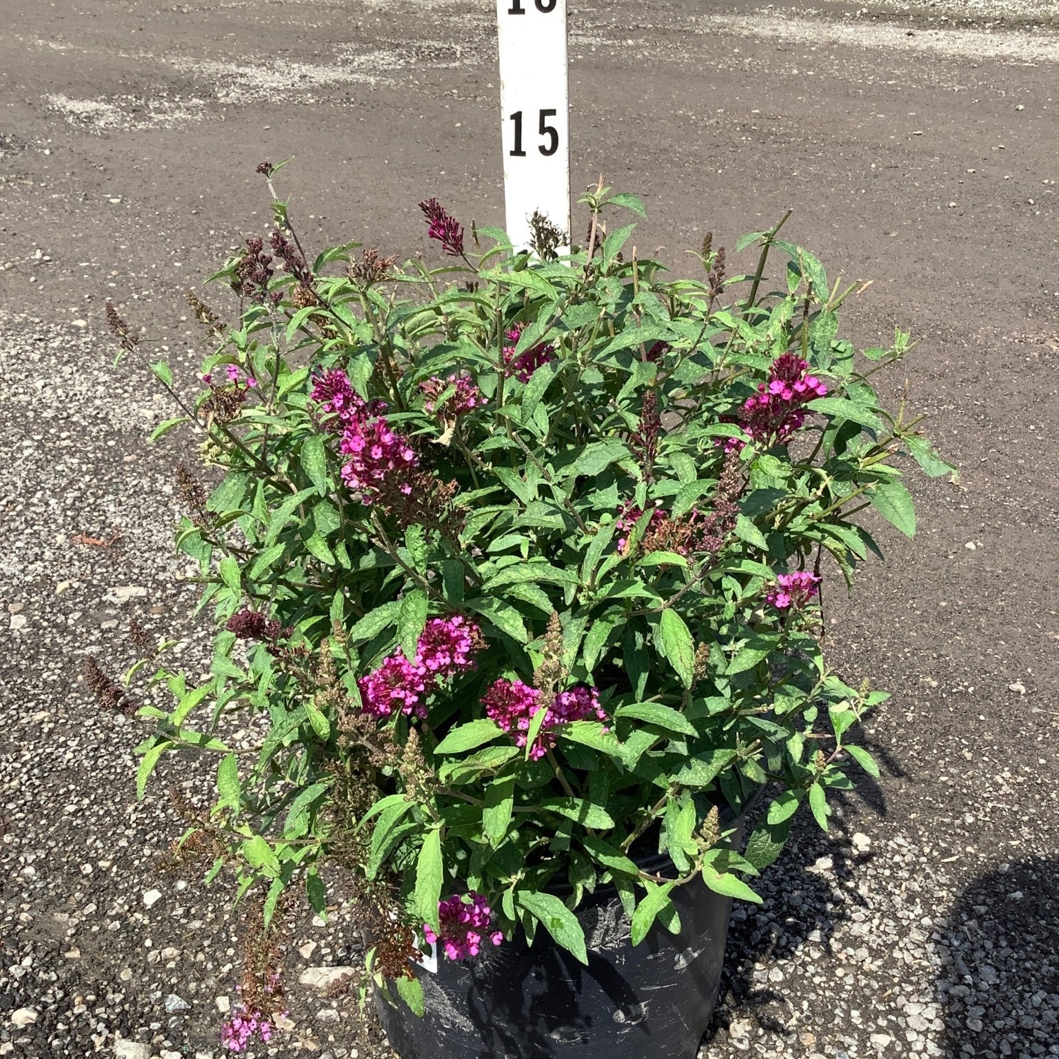 Buzz Hot Raspberry Butterfly Bush in a #3 container displaying vivid magenta flower spikes against green foliage.