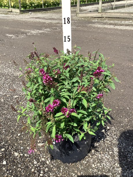 Buzz Hot Raspberry Butterfly Bush in a #3 container displaying vivid magenta flower spikes against green foliage.
