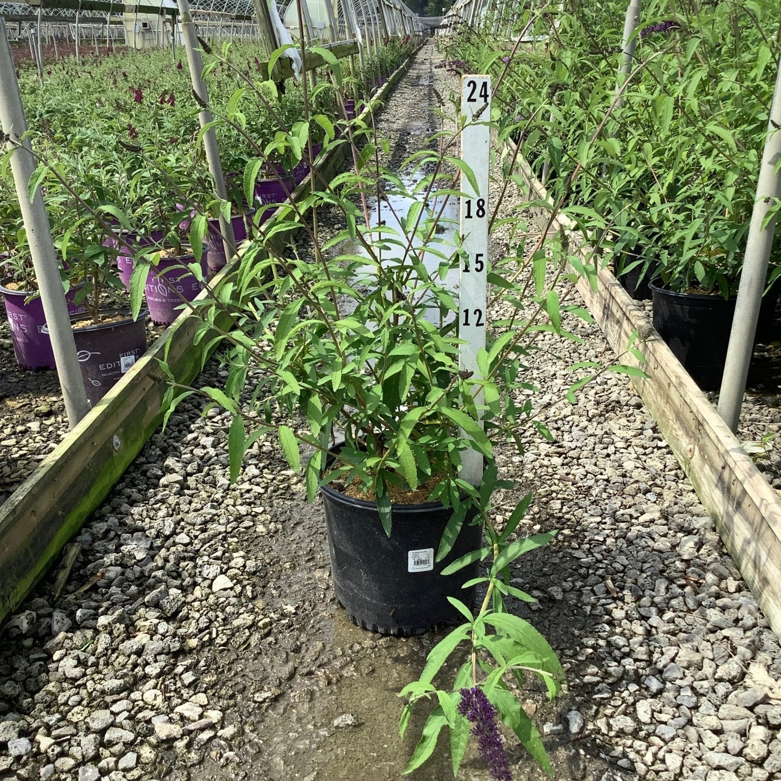 Black Knight Butterfly Bush in a #3 container at a nursery greenhouse, showing lance-shaped foliage and emerging purple flower spikes.