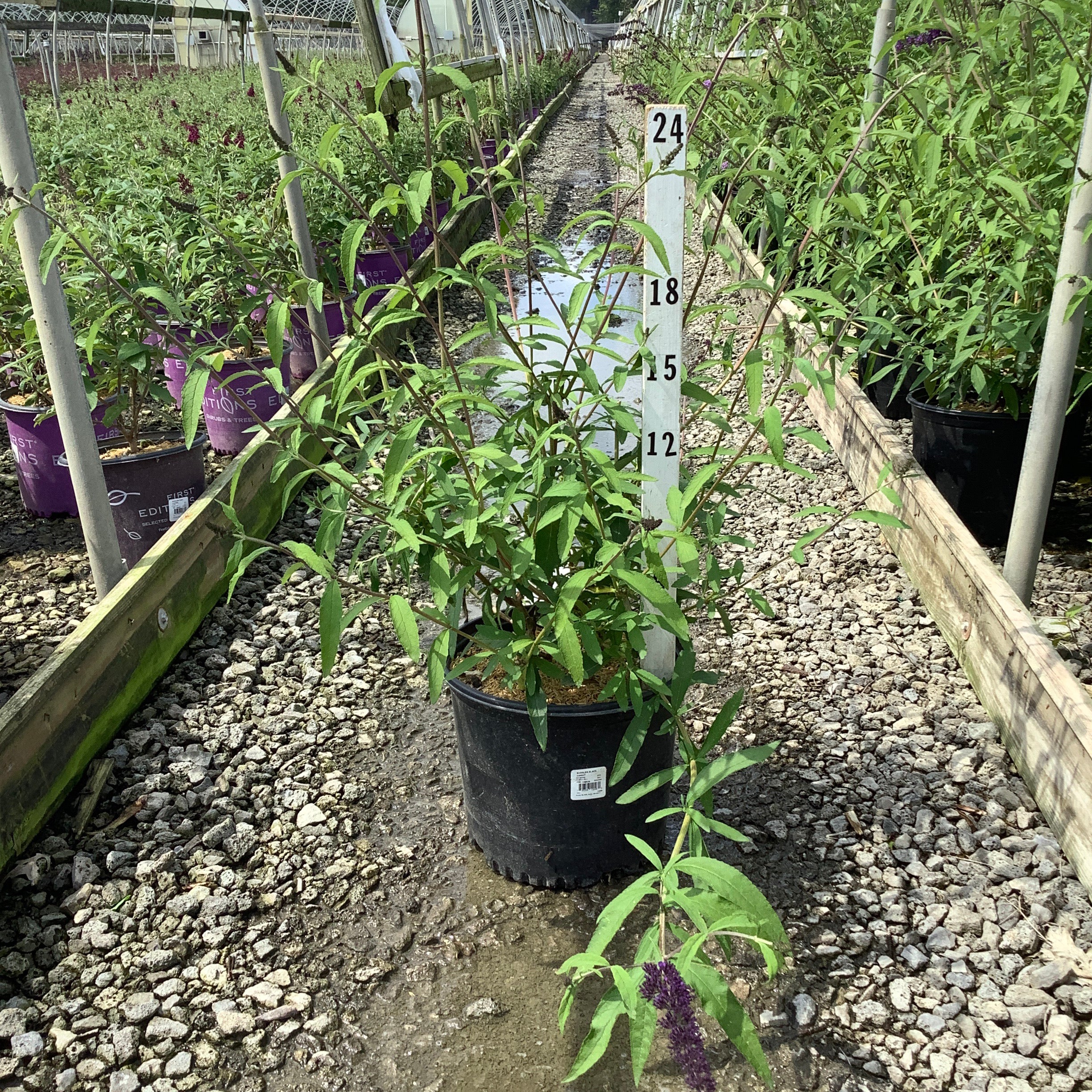 Black Knight Butterfly Bush in a #3 container at a nursery greenhouse, showing lance-shaped foliage and emerging purple flower spikes.