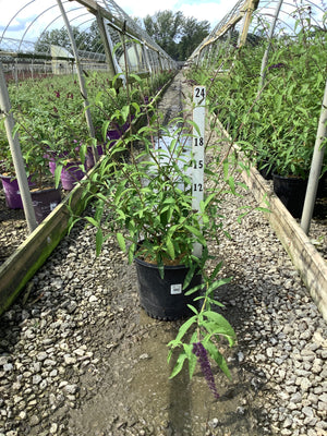 Black Knight Butterfly Bush in a #3 container at a nursery greenhouse, showing lance-shaped foliage and emerging purple flower spikes.