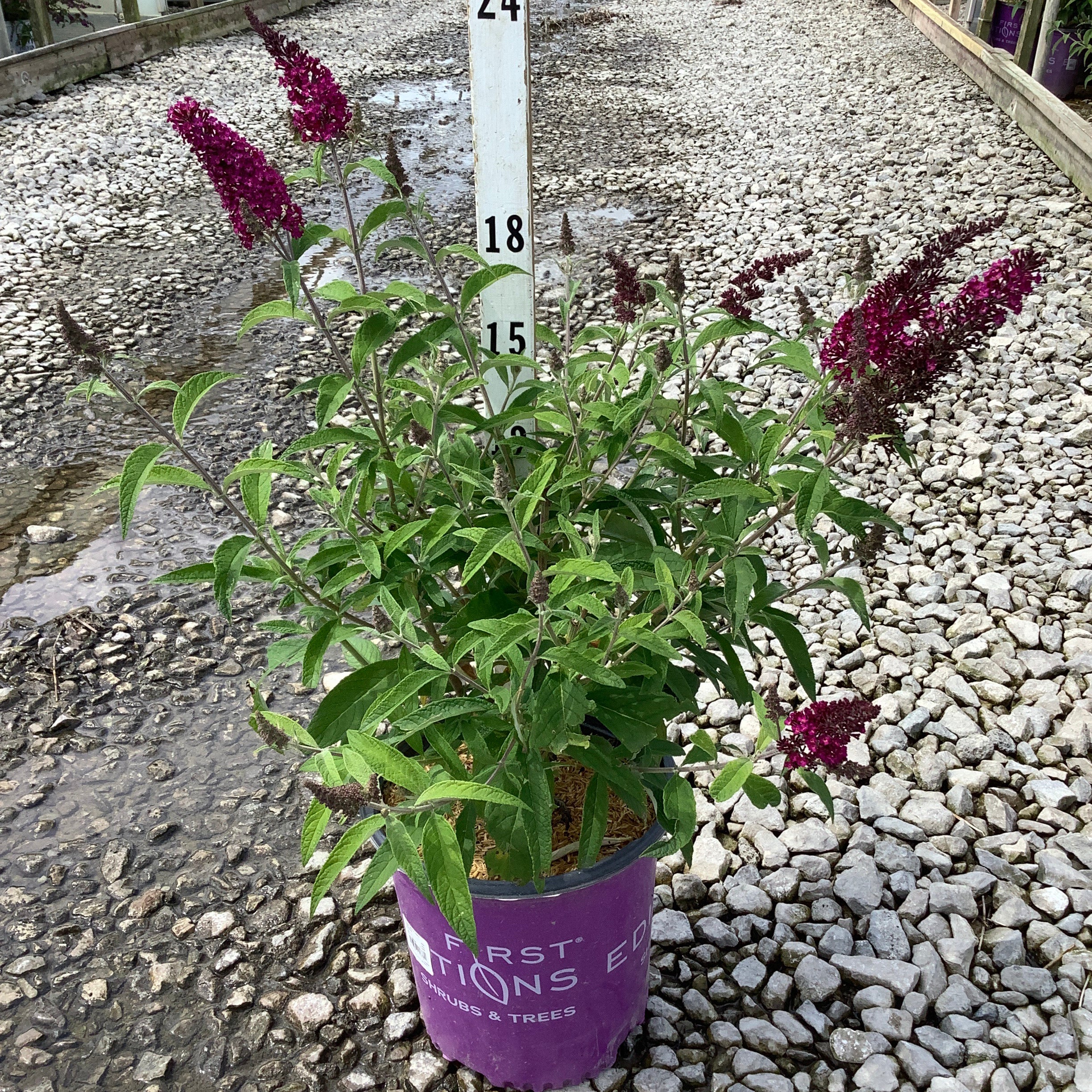Funky Fuchsia Butterfly Bush in a #2 container displaying deep magenta blooms on arching stems at a nursery greenhouse.