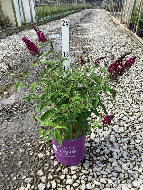 Funky Fuchsia Butterfly Bush in a #2 container displaying deep magenta blooms on arching stems at a nursery greenhouse.