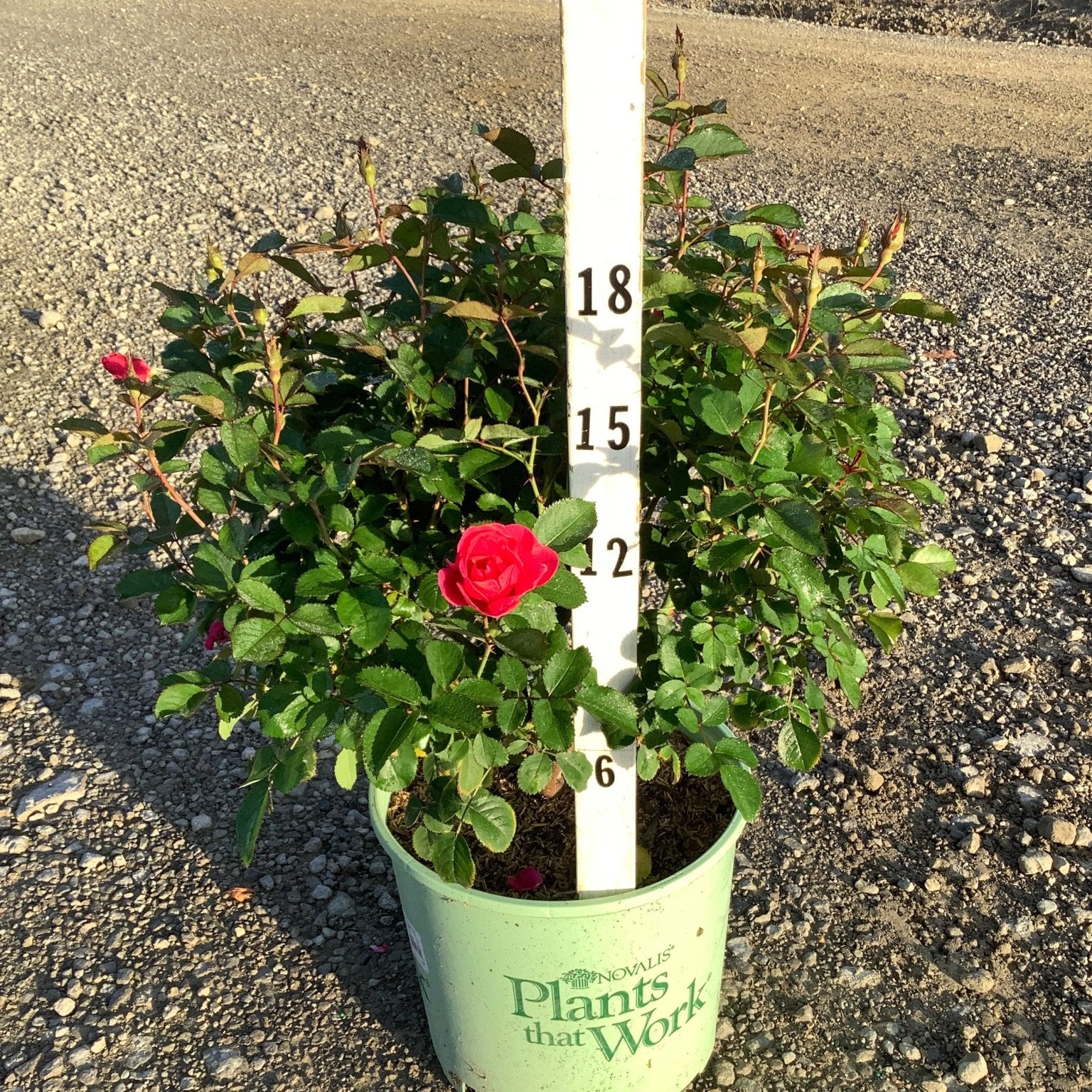Pink Miracle on the Hudson Rose in a #3 container shown against a measurement stick, reaching about 18 inches tall.