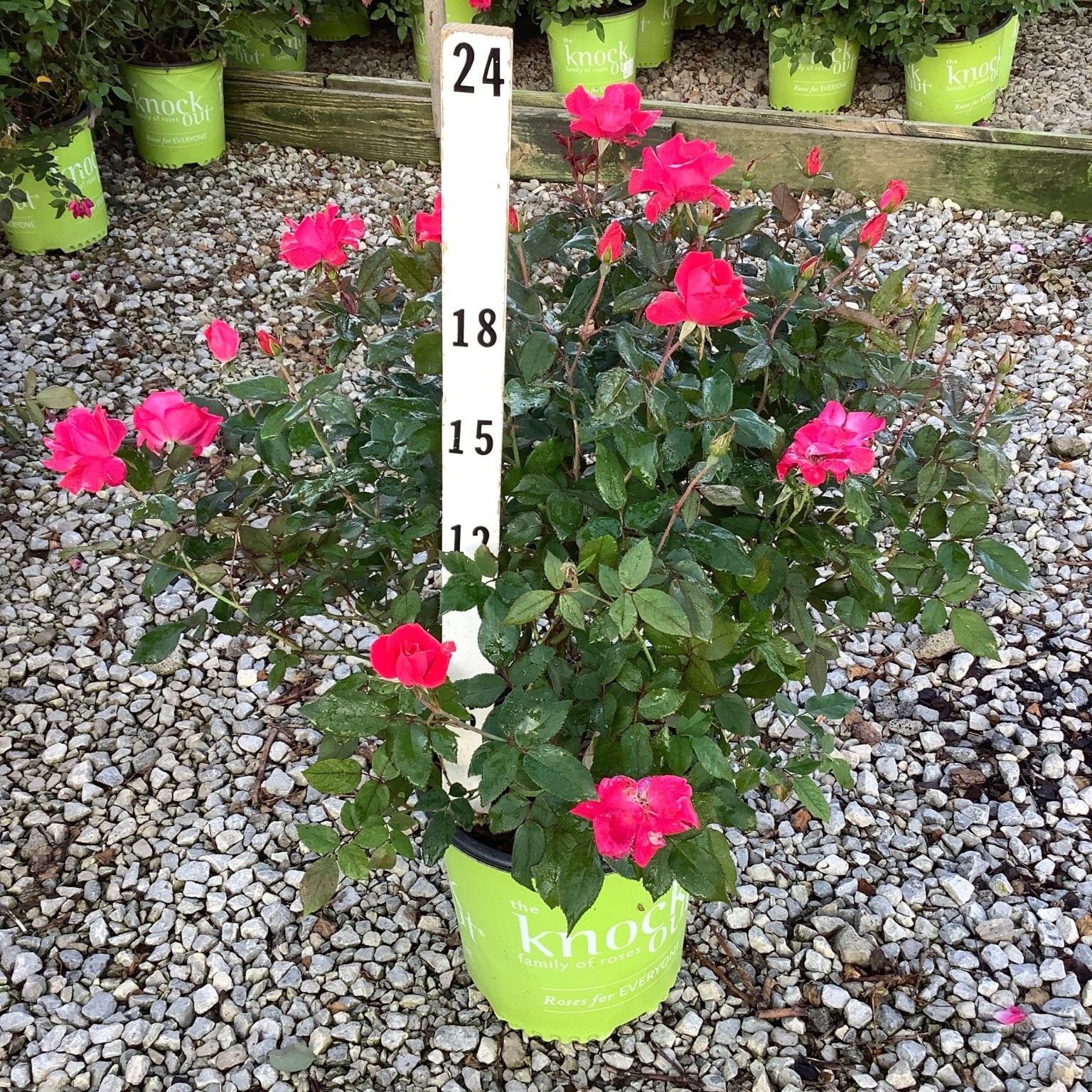 Pink Knock Out Shrub Rose in a branded green nursery container displayed on gravel with a height measurement stake.