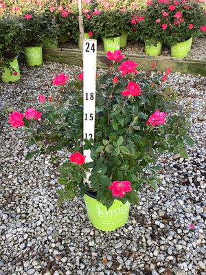 Pink Knock Out Shrub Rose in a branded green nursery container displayed on gravel with a height measurement stake.