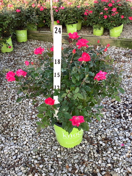 Pink Knock Out Shrub Rose in a branded green nursery container displayed on gravel with a height measurement stake.