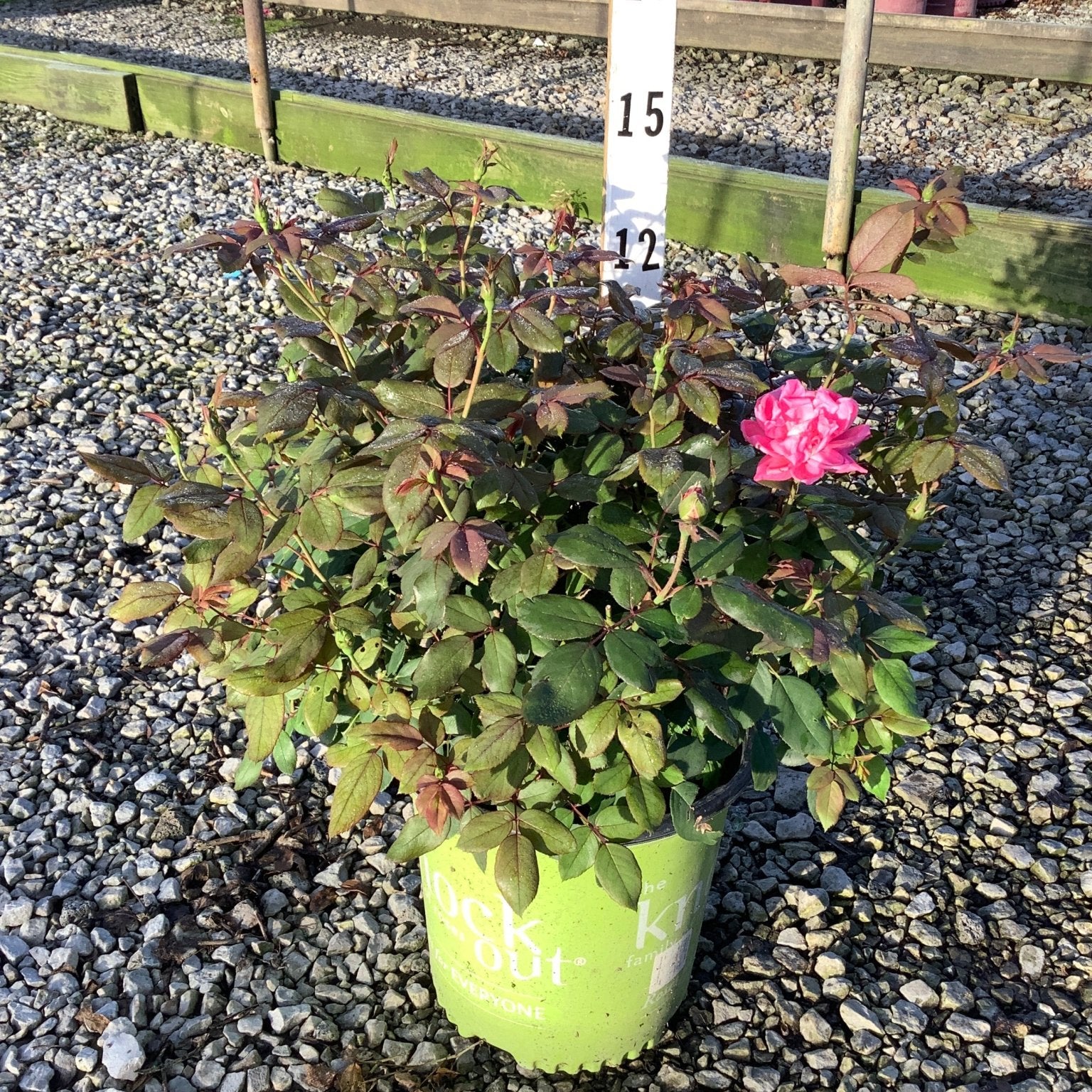 Pink Double Knock Out Shrub Rose in a lime green #2 container with one open pink bloom and dark foliage on a gravel nursery bed.