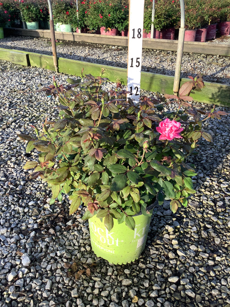 Pink Double Knock Out Shrub Rose in a lime green #2 container with one open pink bloom and dark foliage on a gravel nursery bed.