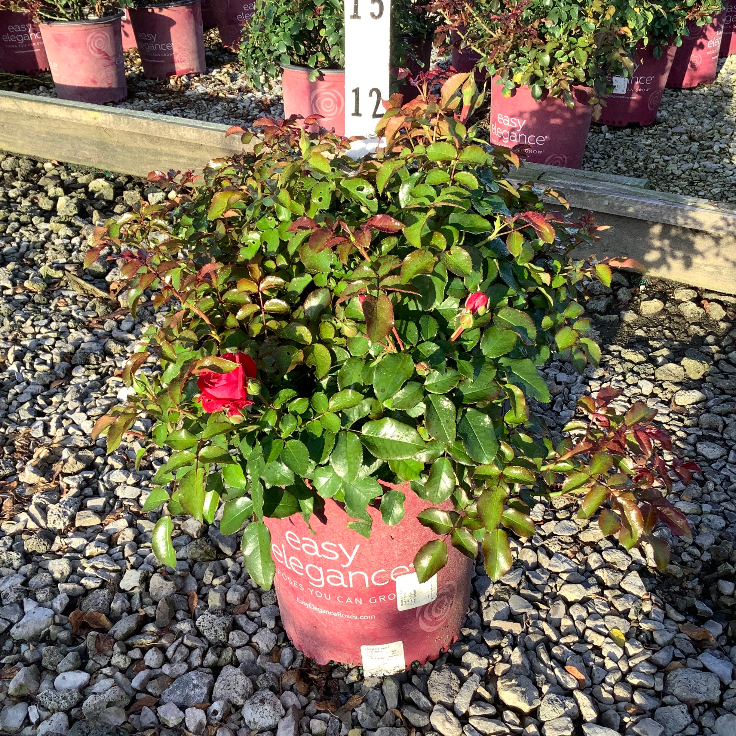 Paint the Town Shrub Rose in a #2 container with lush green foliage and a single red bloom at a nursery.