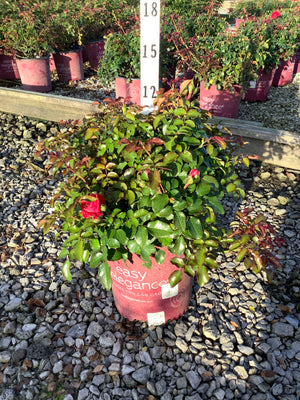 Paint the Town Shrub Rose in a #2 container with lush green foliage and a single red bloom at a nursery.