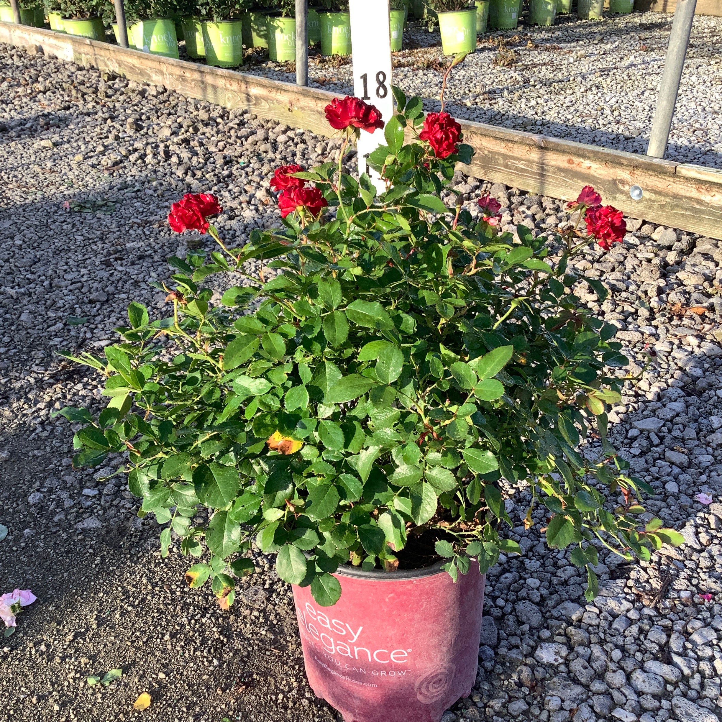 Sweet Fragrance Shrub Rose in a #2 container with deep red blooms growing at a nursery greenhouse.