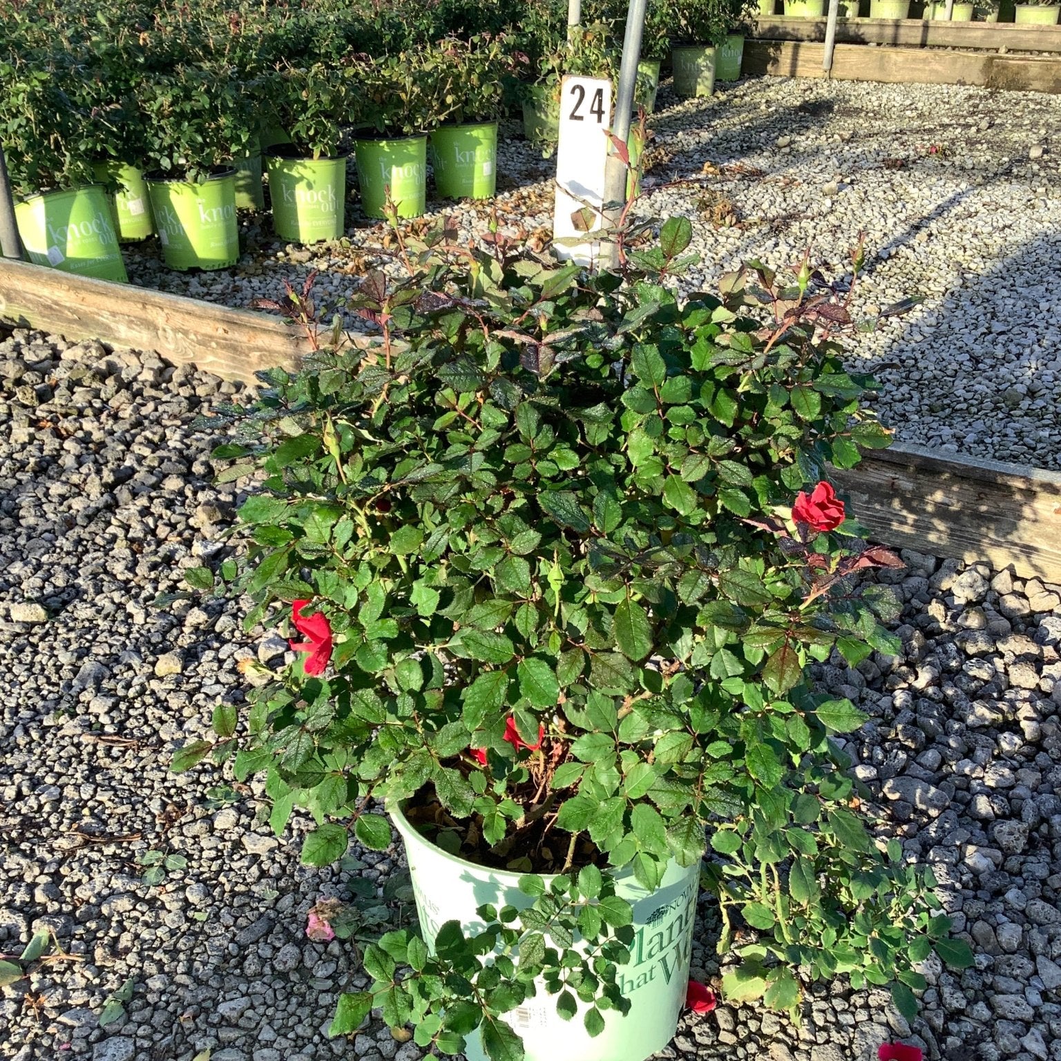 Miracle On The Hudson Shrub Rose in a #3 container with red blooms and dense green foliage at a nursery.