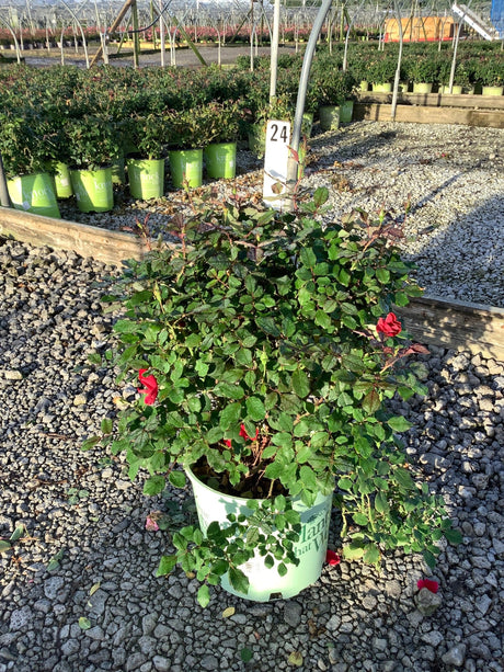 Miracle On The Hudson Shrub Rose in a #3 container with red blooms and dense green foliage at a nursery.