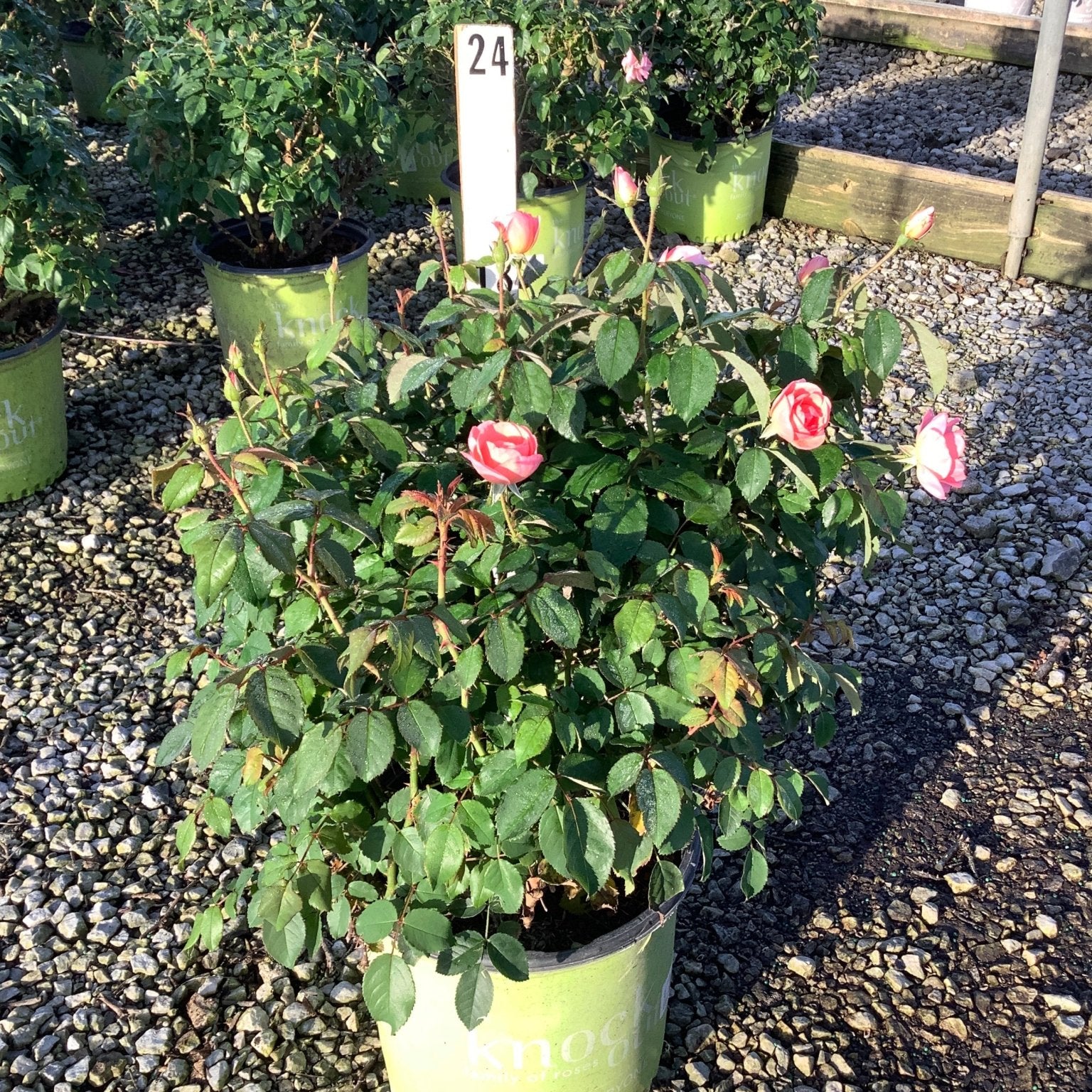 Peachy Knock Out Shrub Rose in a #3 container with soft pink blooms and dark green foliage at a nursery.