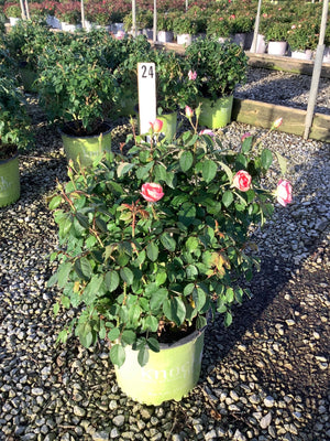 Peachy Knock Out Shrub Rose in a #3 container with soft pink blooms and dark green foliage at a nursery.