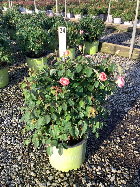 Peachy Knock Out Shrub Rose in a #3 container with soft pink blooms and dark green foliage at a nursery.