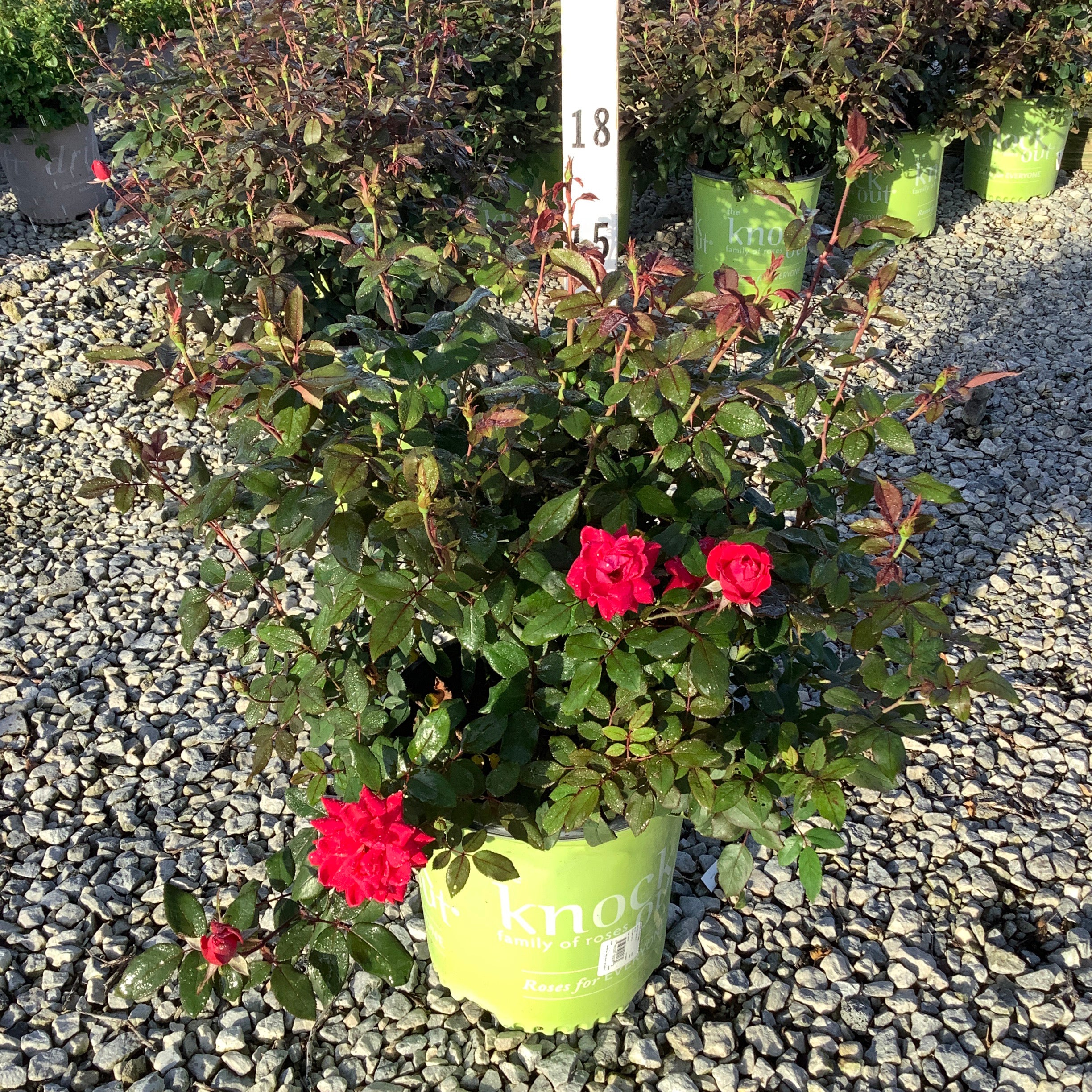 Red Double Knock Out Rose in a green branded container showing vivid red double blooms and dark glossy foliage at a nursery.