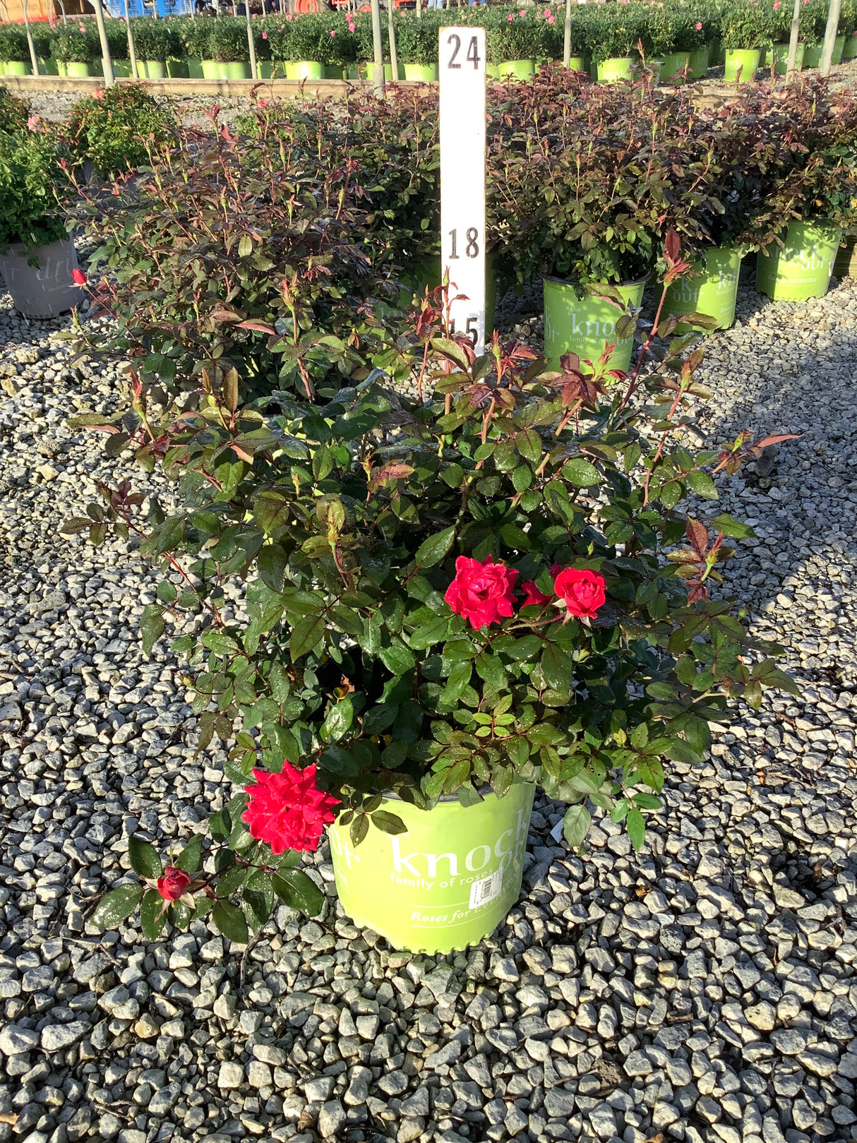 Red Double Knock Out Rose in a green branded container showing vivid red double blooms and dark glossy foliage at a nursery.