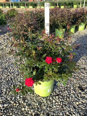 Red Double Knock Out Rose in a green branded container showing vivid red double blooms and dark glossy foliage at a nursery.