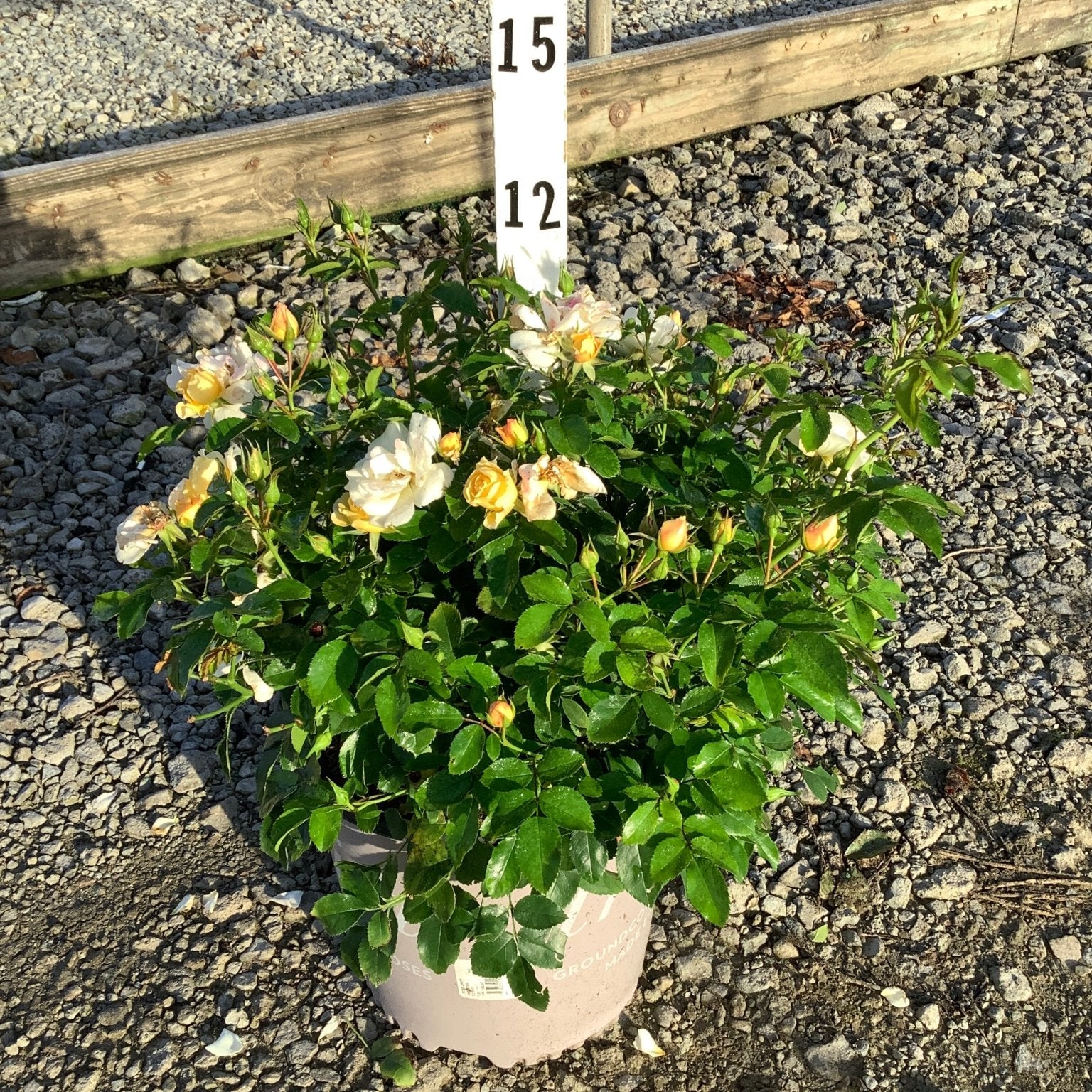 Popcorn Drift Groundcover Rose in a #2 container with creamy yellow blooms and buds at a nursery.