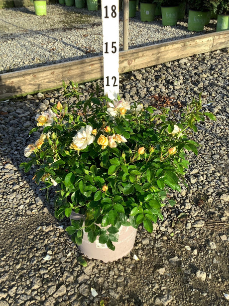 Popcorn Drift Groundcover Rose in a #2 container with creamy yellow blooms and buds at a nursery.