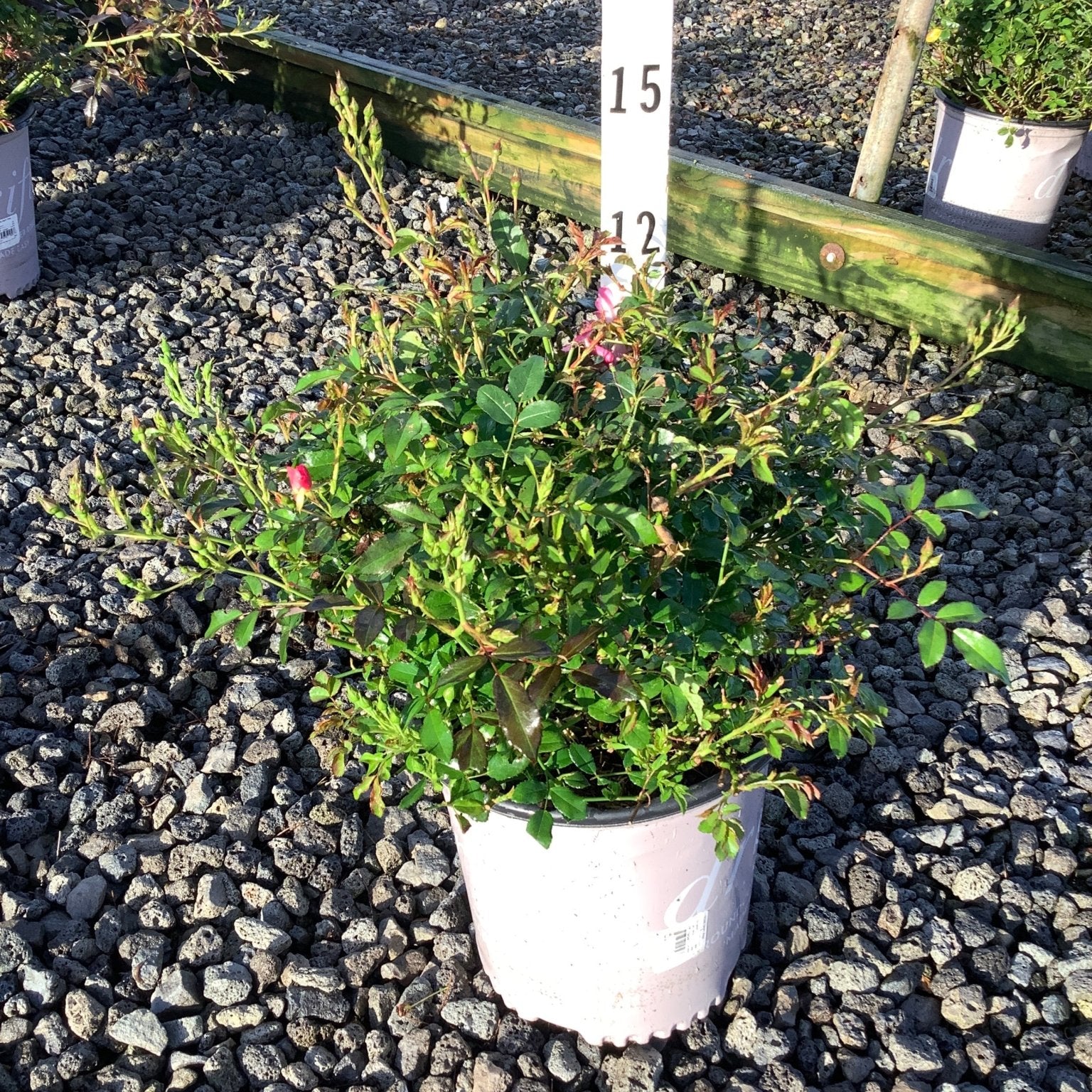 Pink Drift Groundcover Rose in a #2 container showing dense green foliage and pink blooms at a nursery.