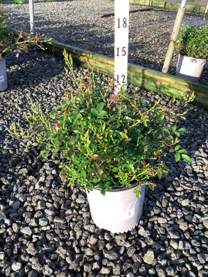 Pink Drift Groundcover Rose in a #2 container showing dense green foliage and pink blooms at a nursery.