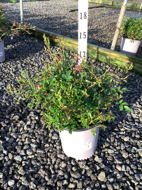Pink Drift Groundcover Rose in a #2 container showing dense green foliage and pink blooms at a nursery.