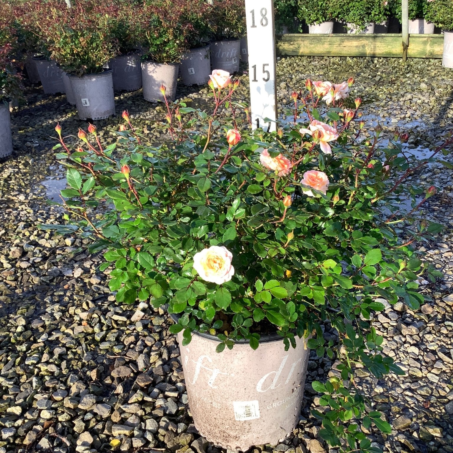 Apricot Drift Groundcover Rose in a nursery container with soft peach blooms and abundant green foliage on a gravel bed.