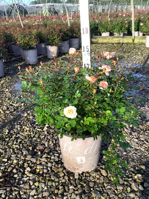 Apricot Drift Groundcover Rose in a nursery container with soft peach blooms and abundant green foliage on a gravel bed.