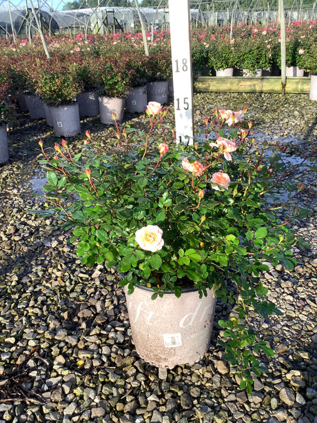 Apricot Drift Groundcover Rose in a nursery container with soft peach blooms and abundant green foliage on a gravel bed.