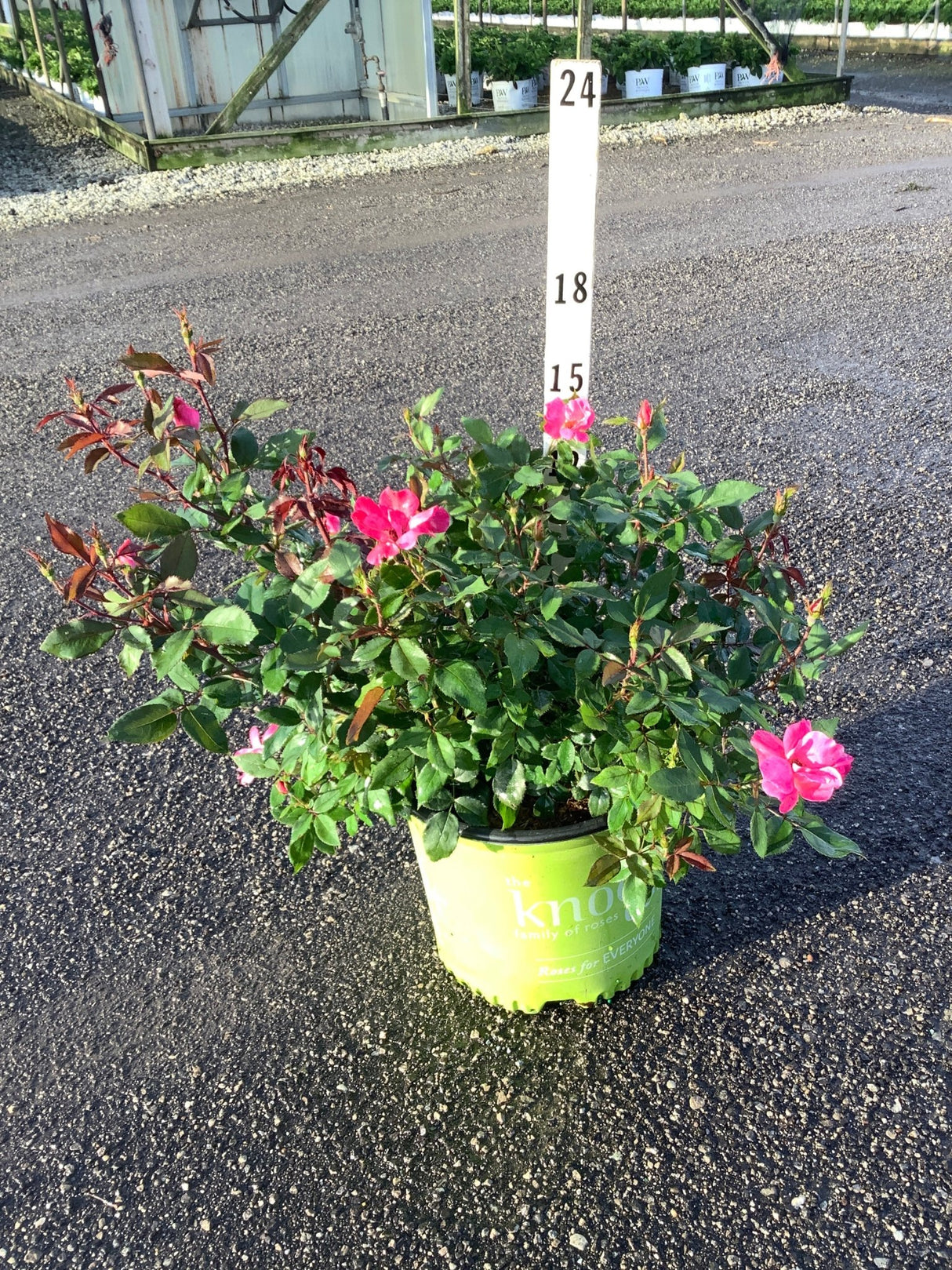 Pink Knock Out Shrub Rose in a #3 container showing hot pink blooms and glossy green foliage, measured against a height marker.