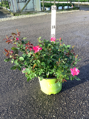 Pink Knock Out Shrub Rose in a #3 container showing hot pink blooms and glossy green foliage, measured against a height marker.