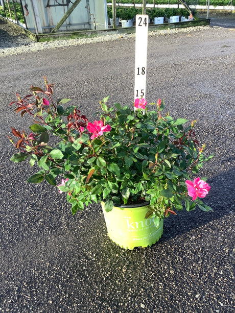 Pink Knock Out Shrub Rose in a #3 container showing hot pink blooms and glossy green foliage, measured against a height marker.