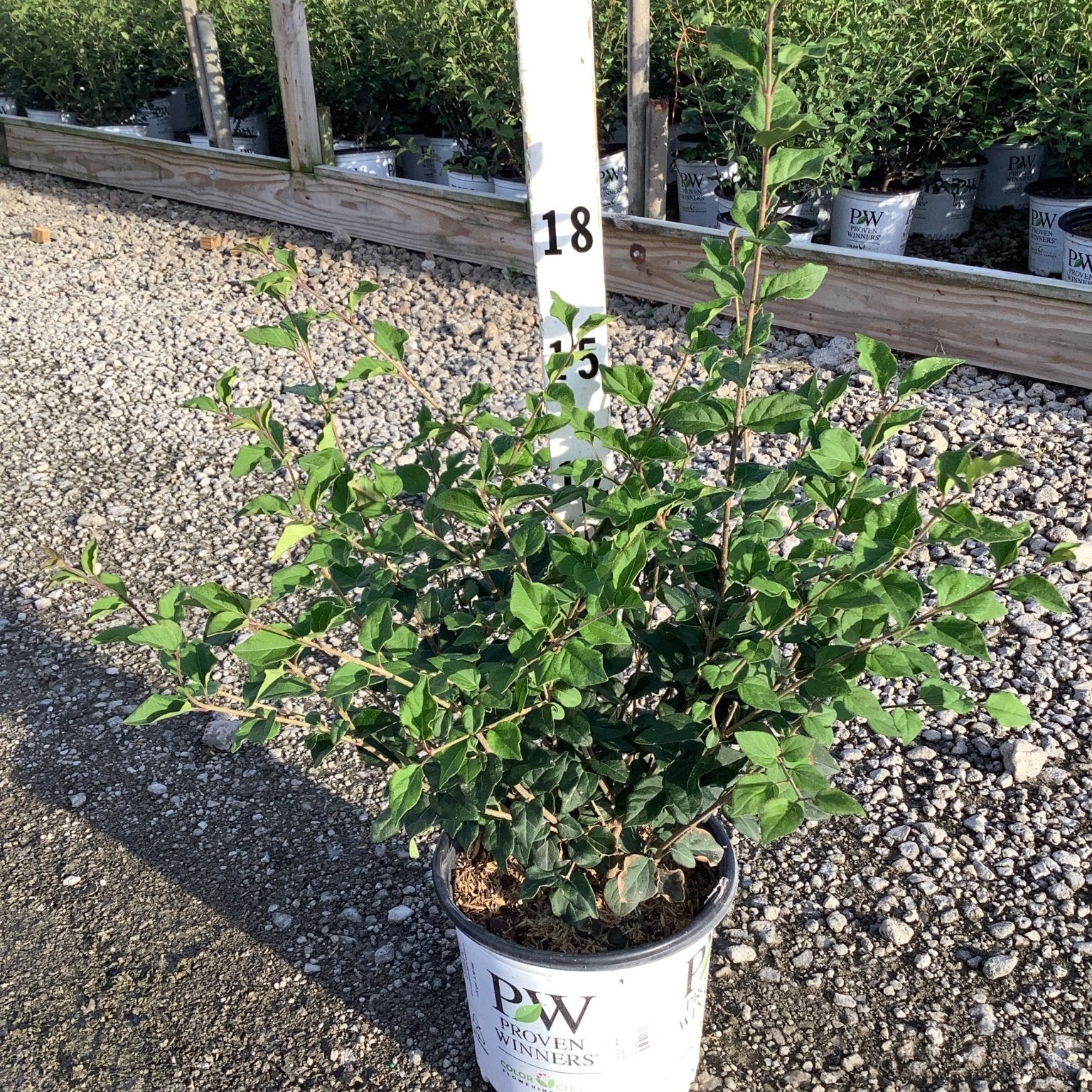 Bloomerang Dark Purple Lilac shrub in a Proven Winners container at a nursery, shown at approximately 18 inches tall.