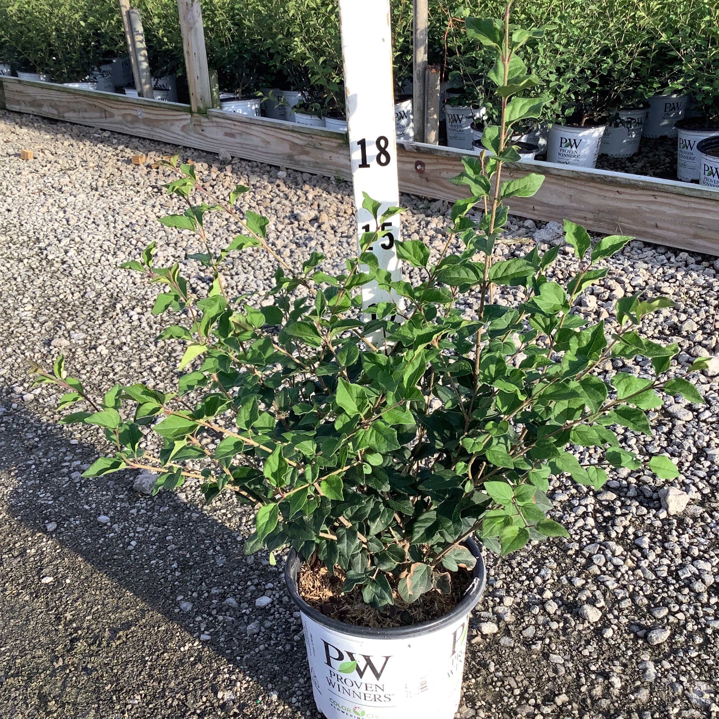 Bloomerang Dark Purple Lilac shrub in a Proven Winners container at a nursery, shown at approximately 18 inches tall.