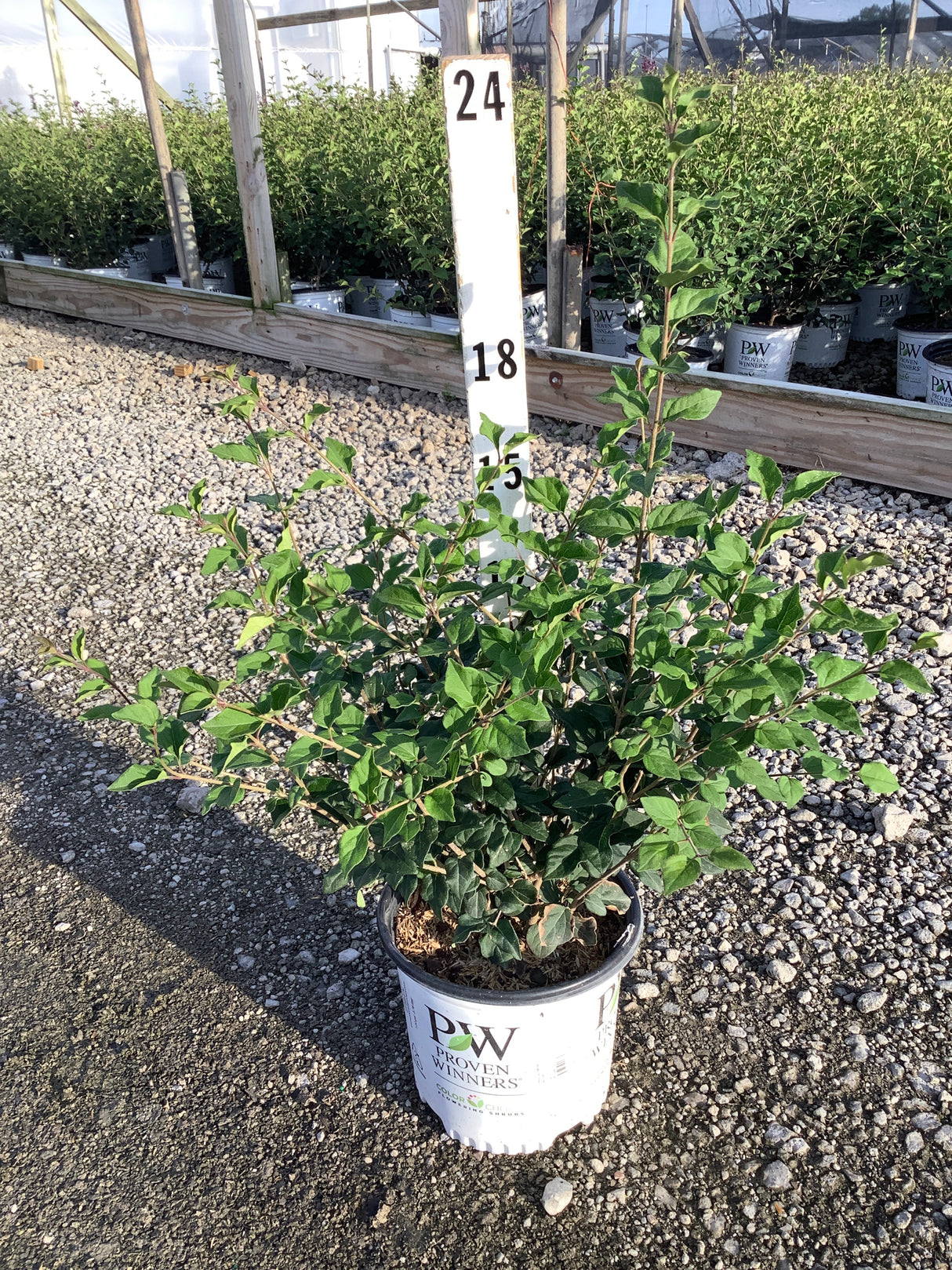 Bloomerang Dark Purple Lilac shrub in a Proven Winners container at a nursery, shown at approximately 18 inches tall.