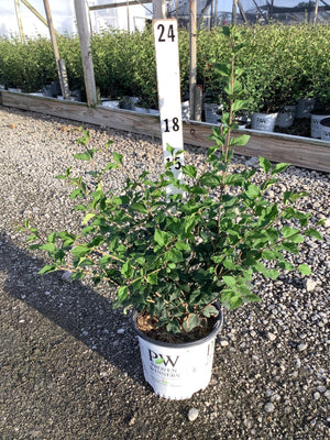 Bloomerang Dark Purple Lilac shrub in a Proven Winners container at a nursery, shown at approximately 18 inches tall.