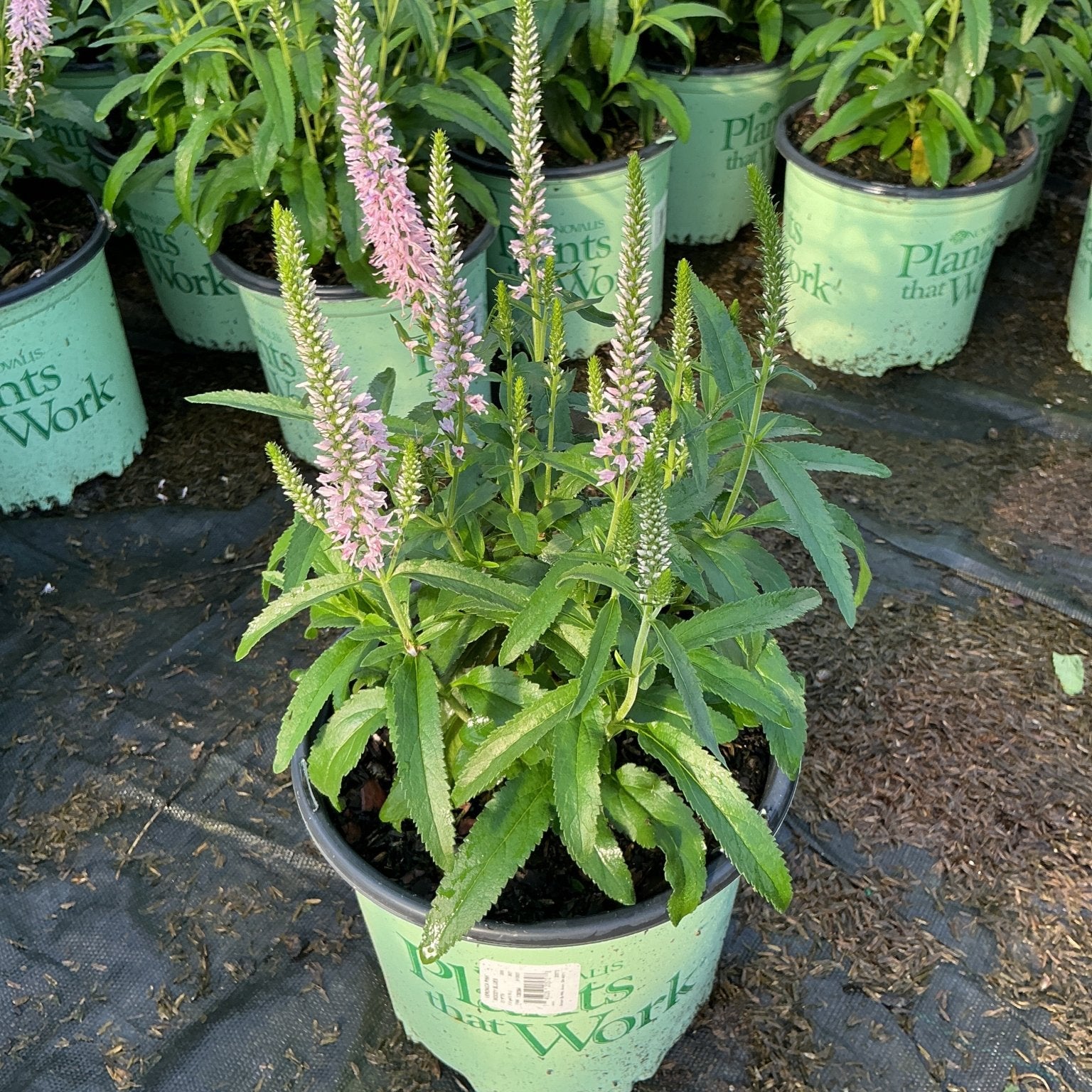 Moody Blues Pink Veronica spicata in a nursery container with tall pink flower spikes and green foliage.