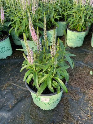 Moody Blues Pink Veronica spicata in a nursery container with tall pink flower spikes and green foliage.