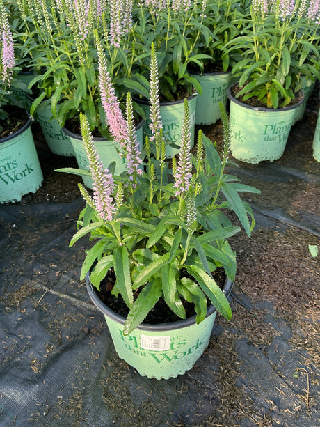 Moody Blues Pink Veronica spicata in a nursery container with tall pink flower spikes and green foliage.
