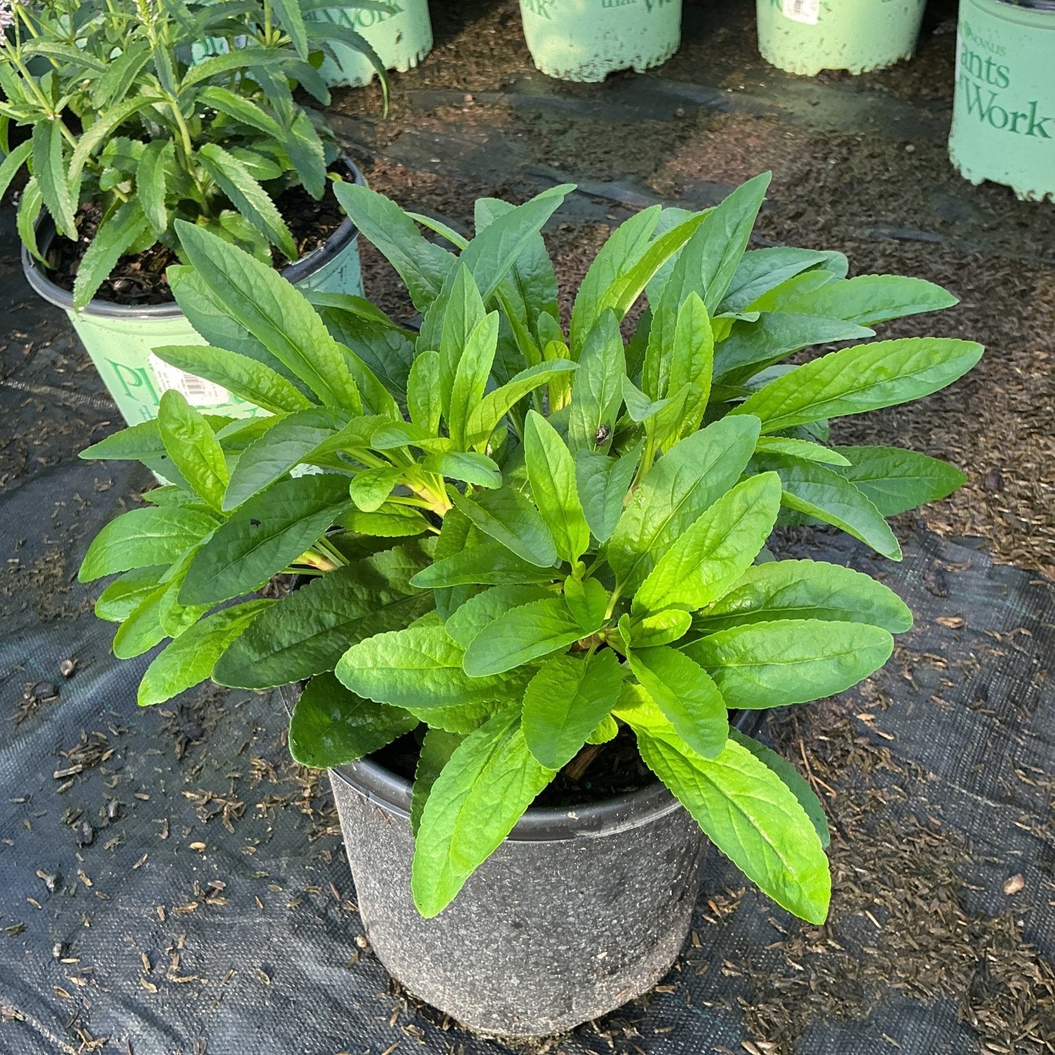 Royal Candles Speedwell Veronica spicata in a gray container showing dense, dark green textured foliage at a nursery.