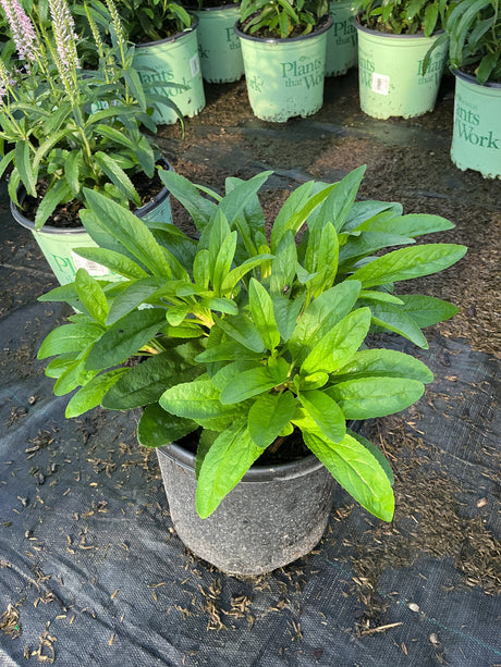Royal Candles Speedwell Veronica spicata in a gray container showing dense, dark green textured foliage at a nursery.