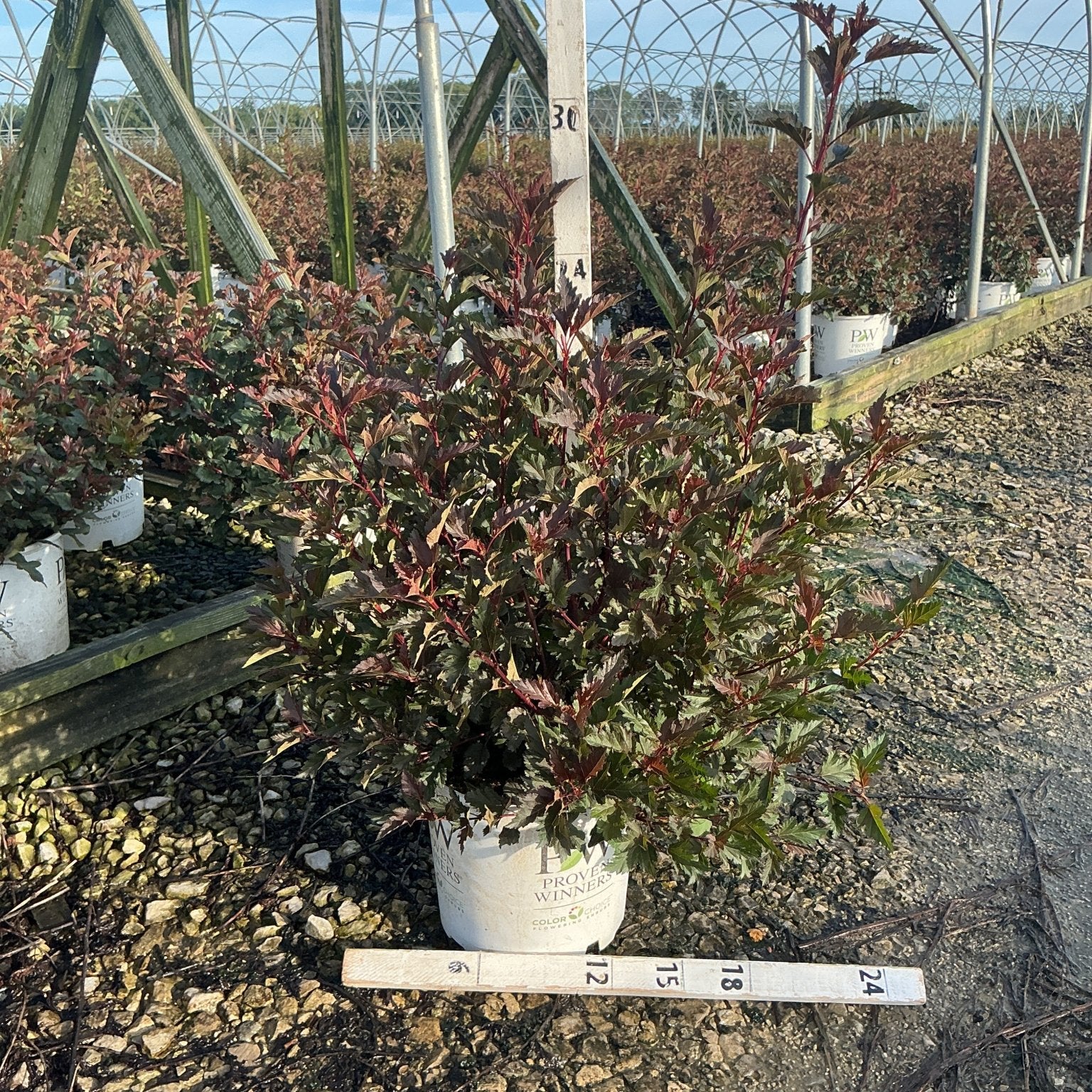 Summer Wine Ninebark shrub in a #3 container displaying deep burgundy foliage at a nursery greenhouse.