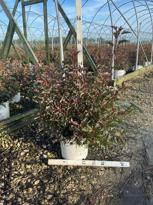 Summer Wine Ninebark shrub in a #3 container displaying deep burgundy foliage at a nursery greenhouse.